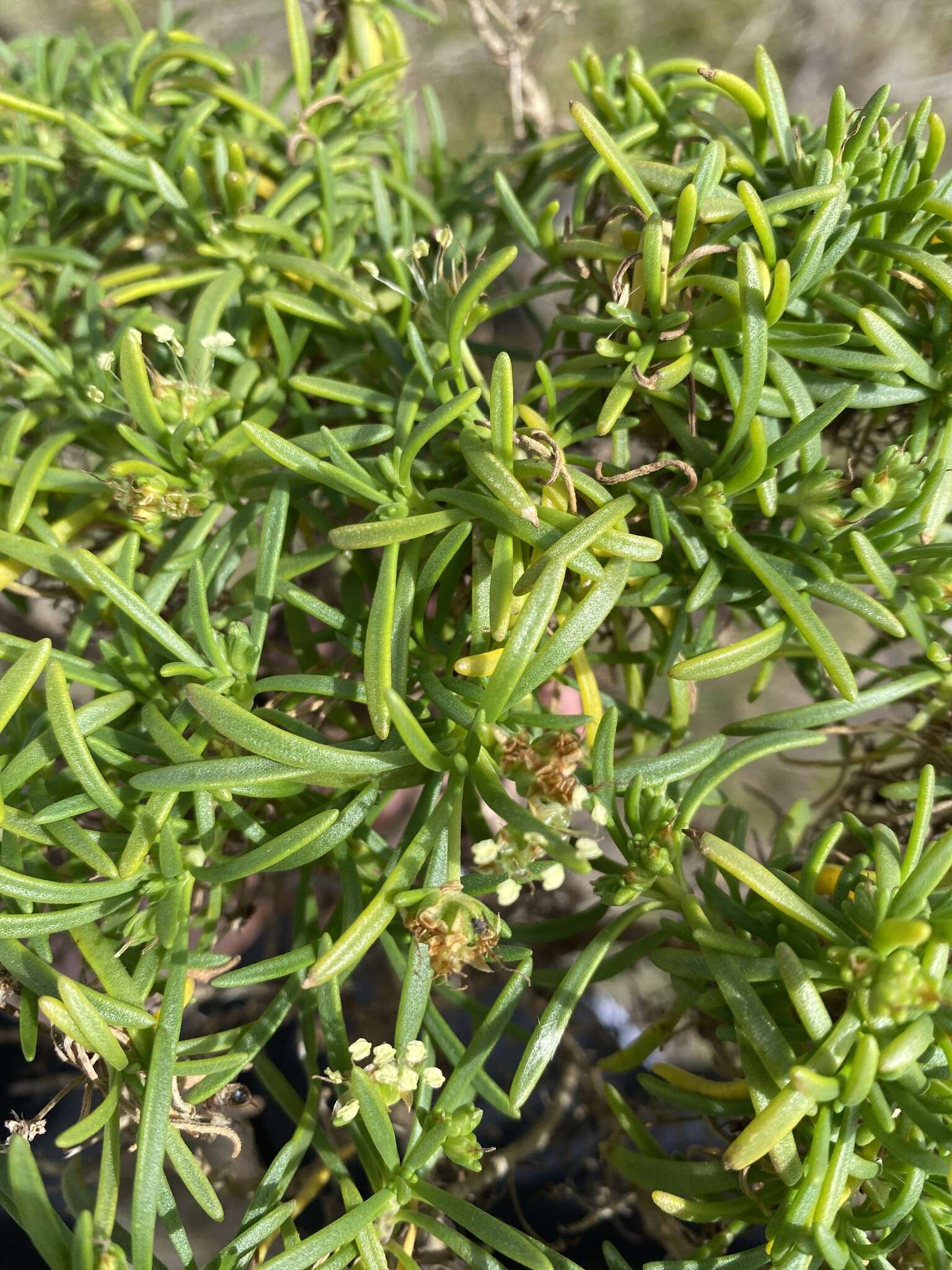 Plantago arborescens subsp. maderensis (Decne.) A. Hansen & Kunk. resmi