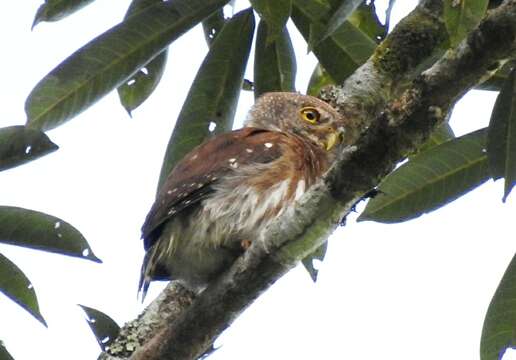 Image of Central American Pygmy Owl