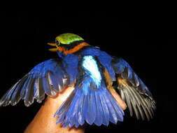 Image of Rufous collared kingfisher