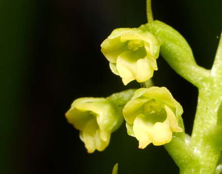 Image of Benthamia chlorantha (Spreng.) Garay & G. A. Romero