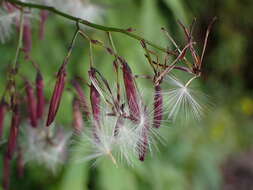 Paraprenanthes melanantha (Franch.) Ze H. Wang的圖片