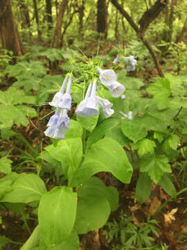 Image of Virginia Bluebell