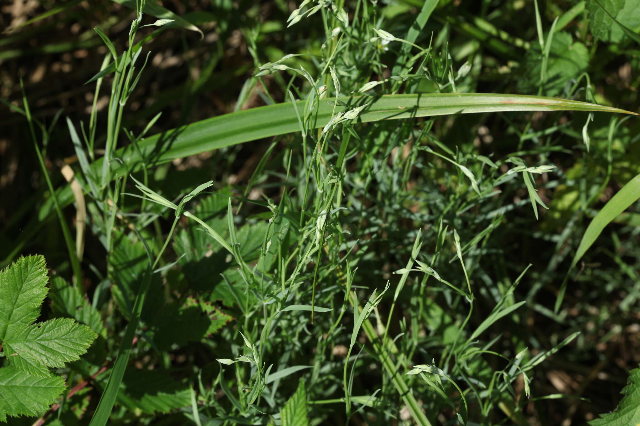 Image of marsh stitchwort