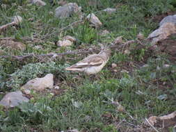 Image of Snowfinch