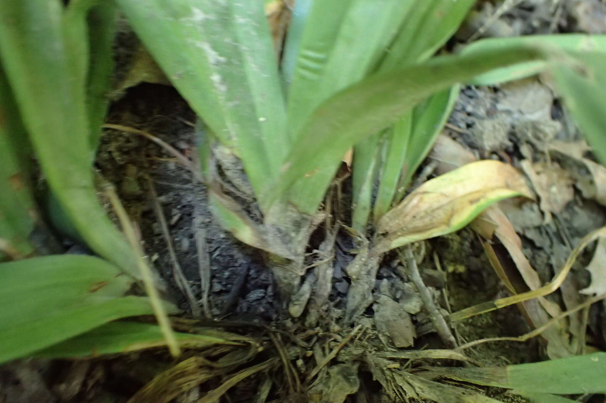 Imagem de Carex platyphylla J. Carey