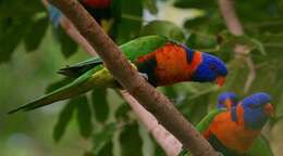 Image of Red-collared Lorikeet