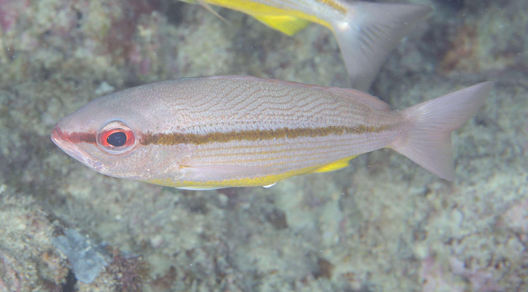 Image of Brownstripe snapper