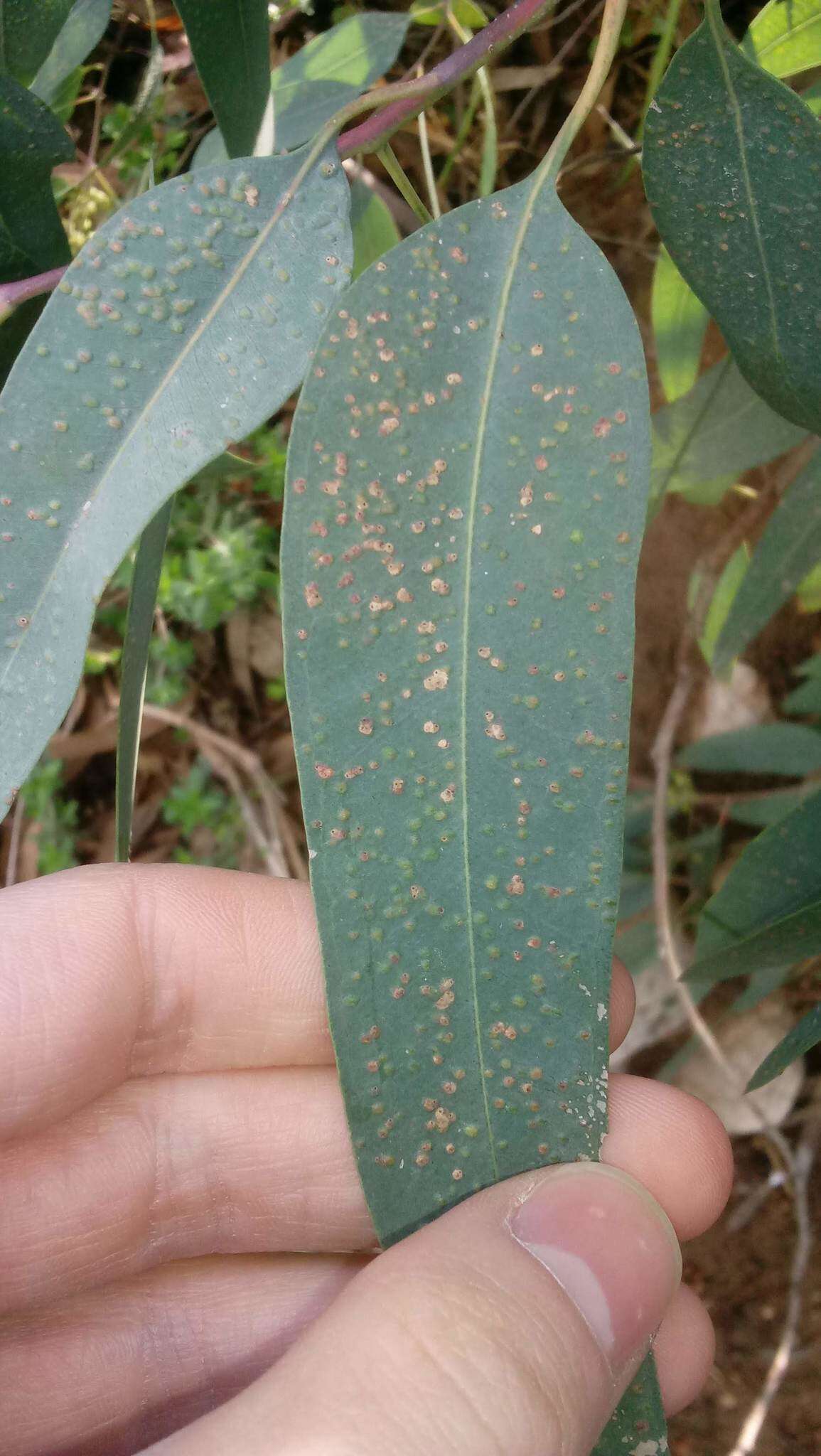 Image of Eucalyptus gall wasp