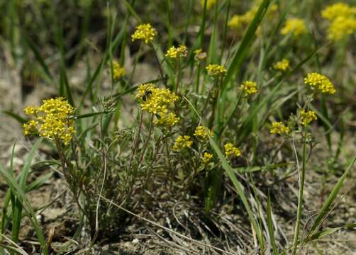 Sivun Alyssum tortuosum Waldst. & Kit. ex Willd. kuva