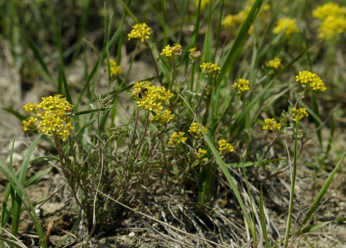 Sivun Alyssum tortuosum Waldst. & Kit. ex Willd. kuva