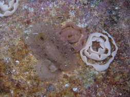 Image of Jorunna tempisquensis Camacho-Garcia & Gosliner 2008