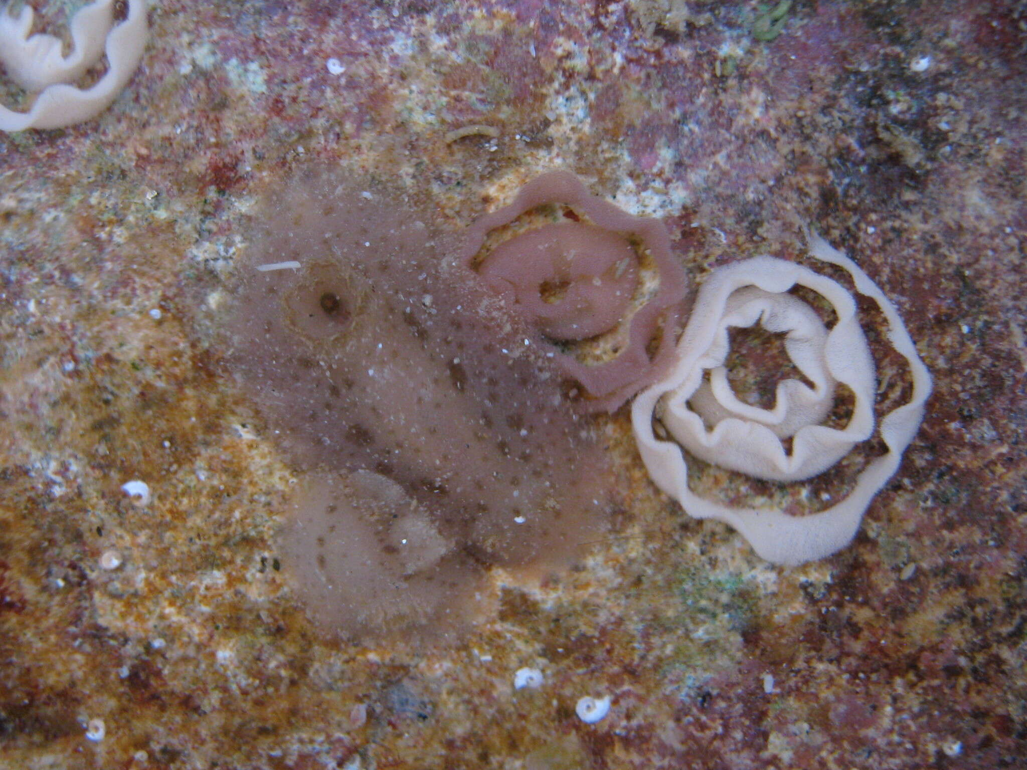 Image of Jorunna tempisquensis Camacho-Garcia & Gosliner 2008