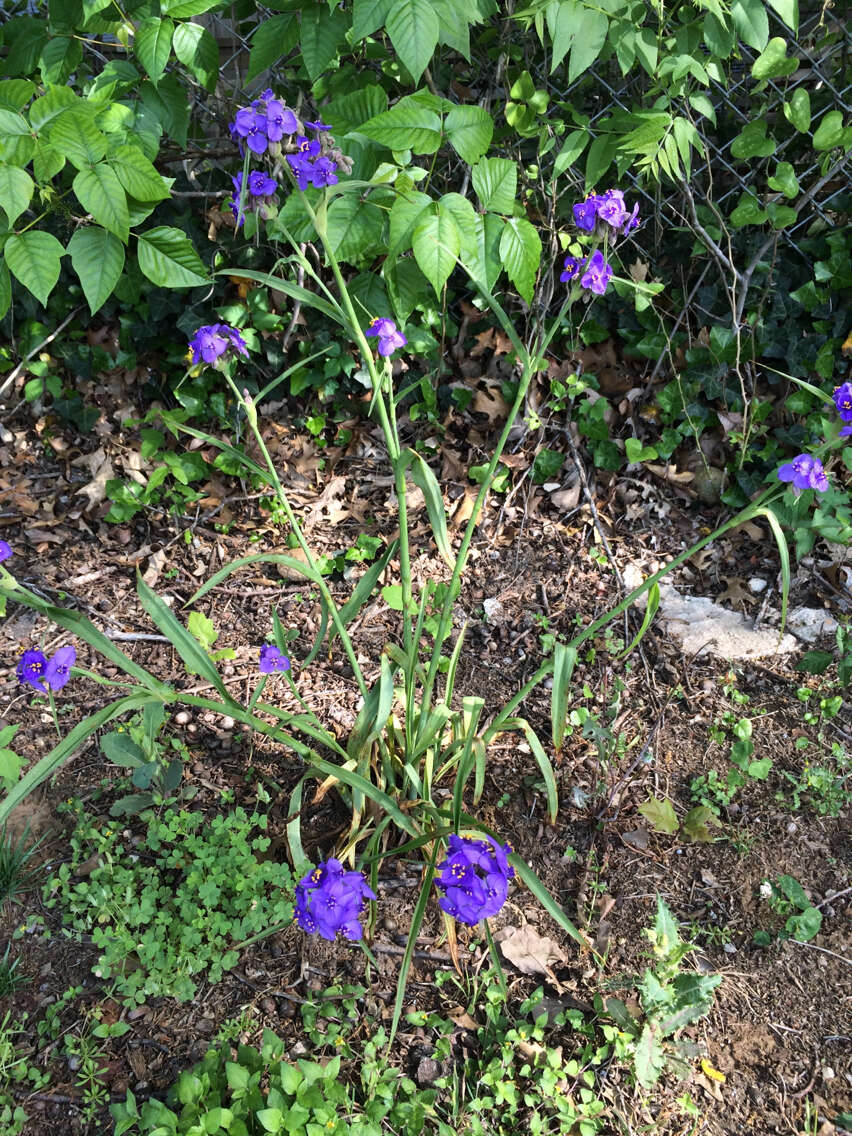 Sivun Tradescantia gigantea Rose kuva