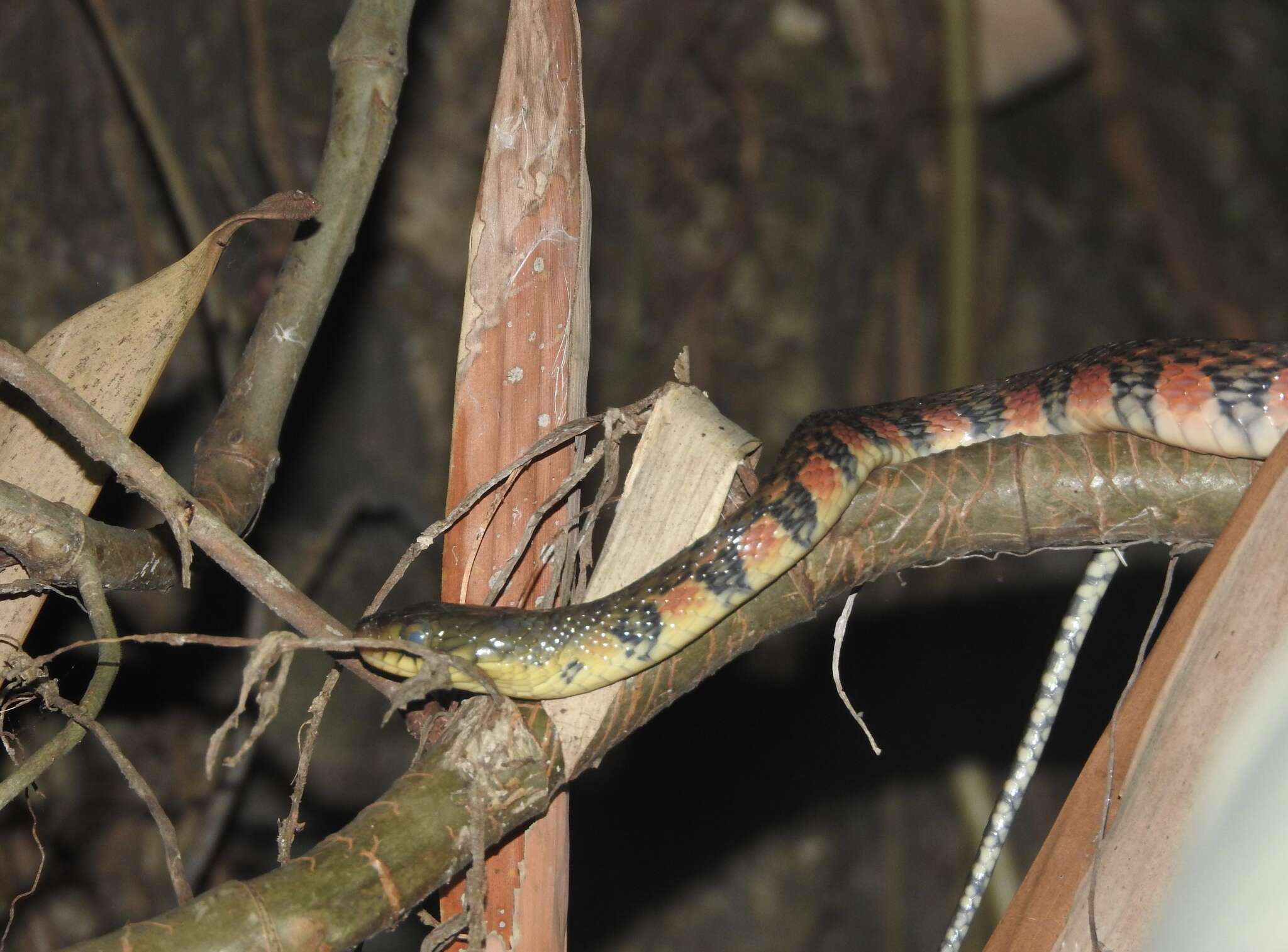 Image of Red-sided Keelback Water Snake