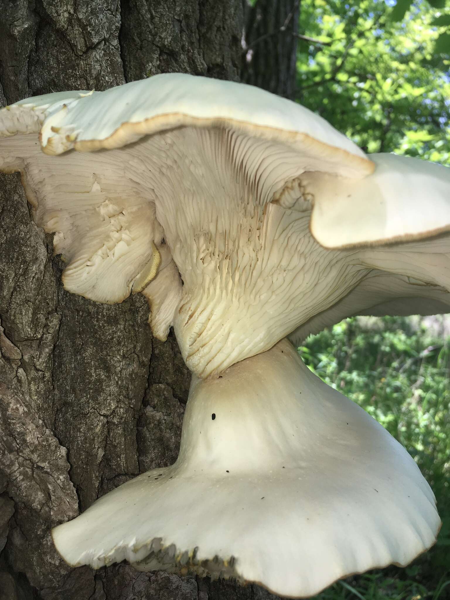 Image of Pleurotus populinus O. Hilber & O. K. Mill. 1993