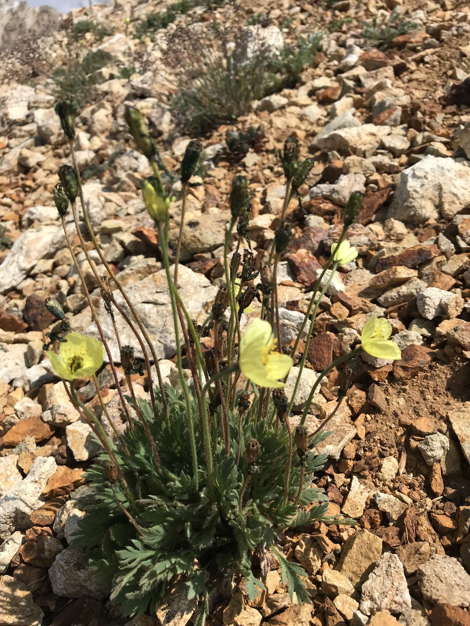 Image of Papaver radicatum subsp. kluanense