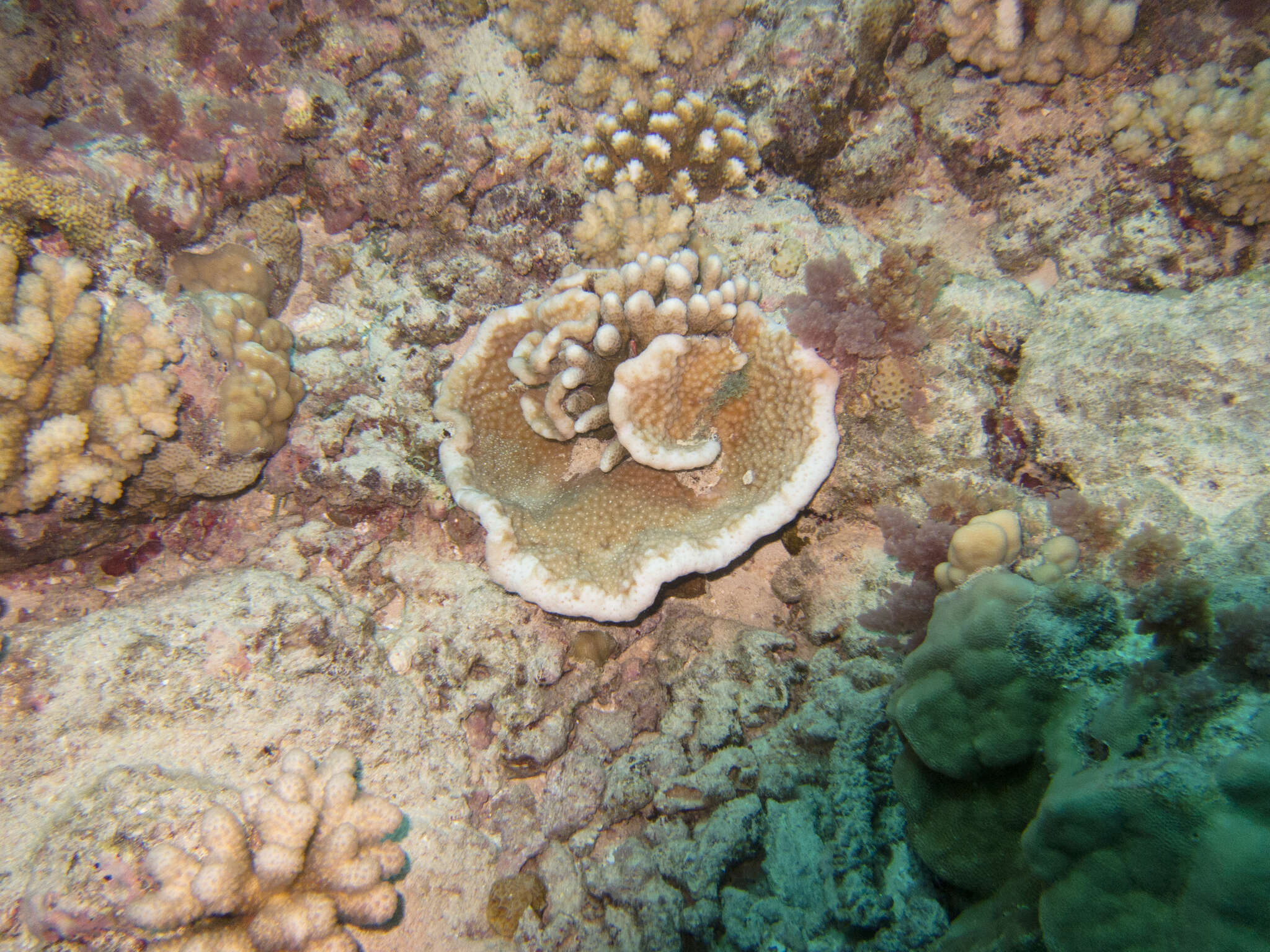 Image of pore coral