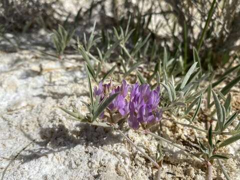 Image of Fish Slough milkvetch