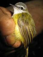 Image of Yellow-bellied Warbler