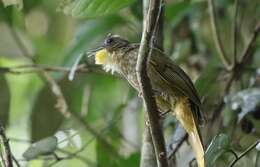 Image of Bearded Bulbul