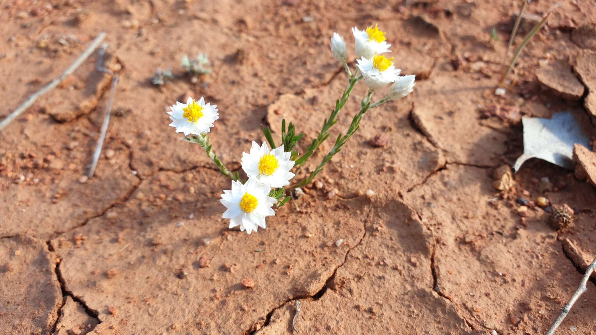 Слика од Rhodanthe floribunda (DC.) P. G. Wilson