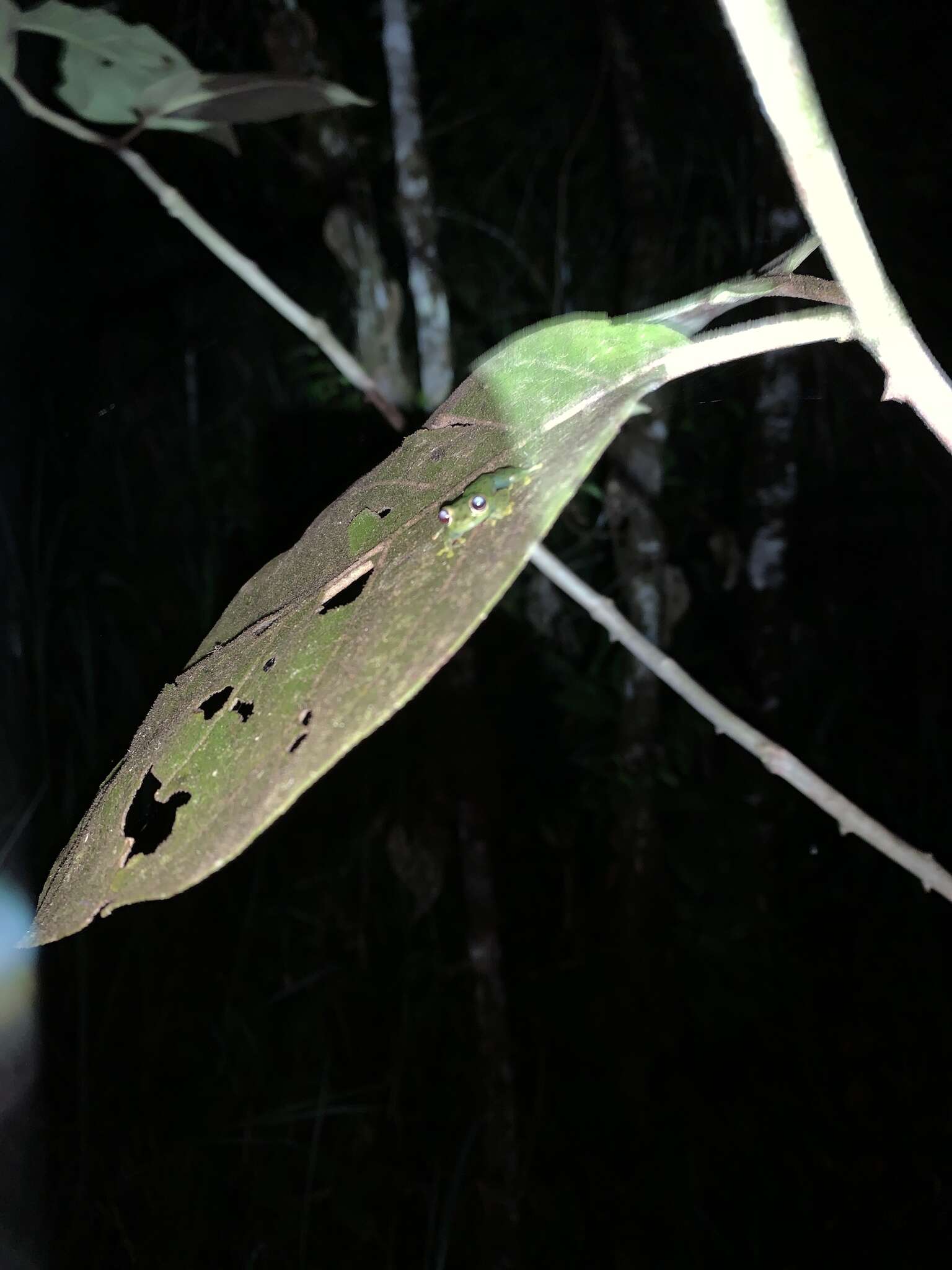 Image of Glass frog