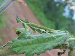 Image of Gambian Spotted-eye Flower Mantis