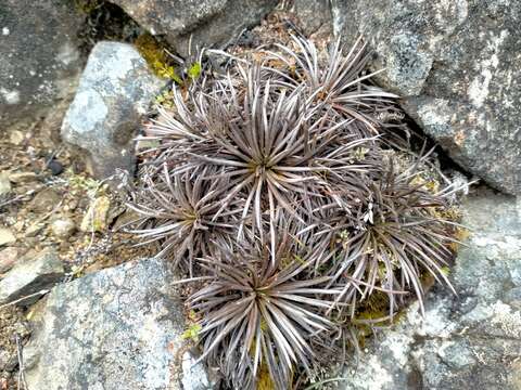 Image of Celmisia spedenii G. Simpson