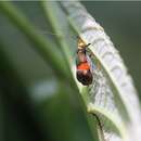 Image of Nemophora sakaii Matsumura 1931