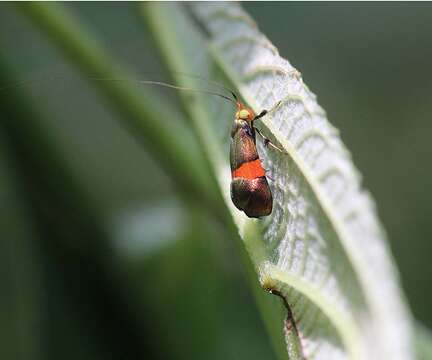 Image of Nemophora sakaii Matsumura 1931