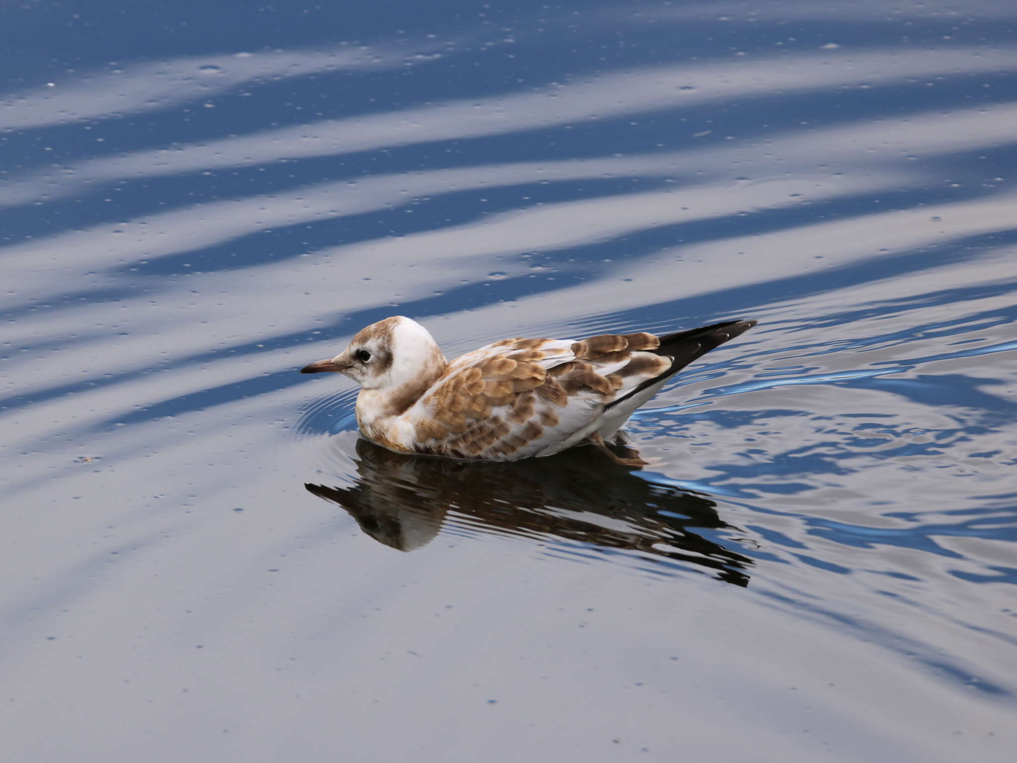 Image of Black-headed Gull