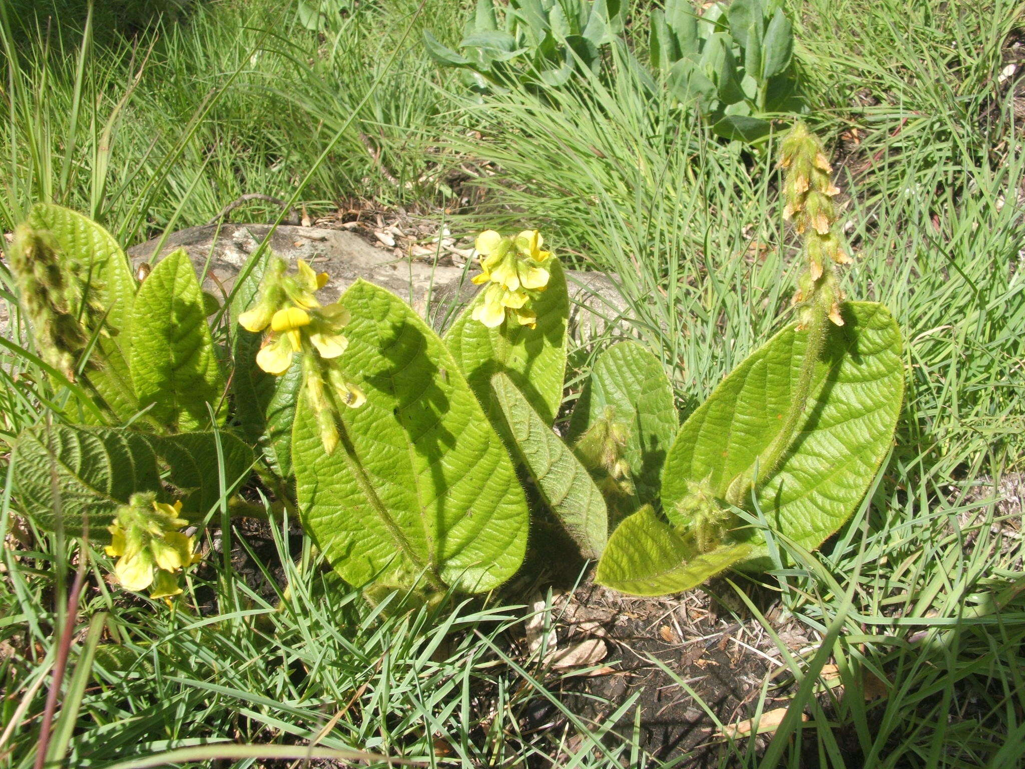 Image of Eriosema lucipetum C. H. Stirt.