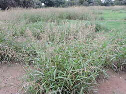 Image of Johnson grass