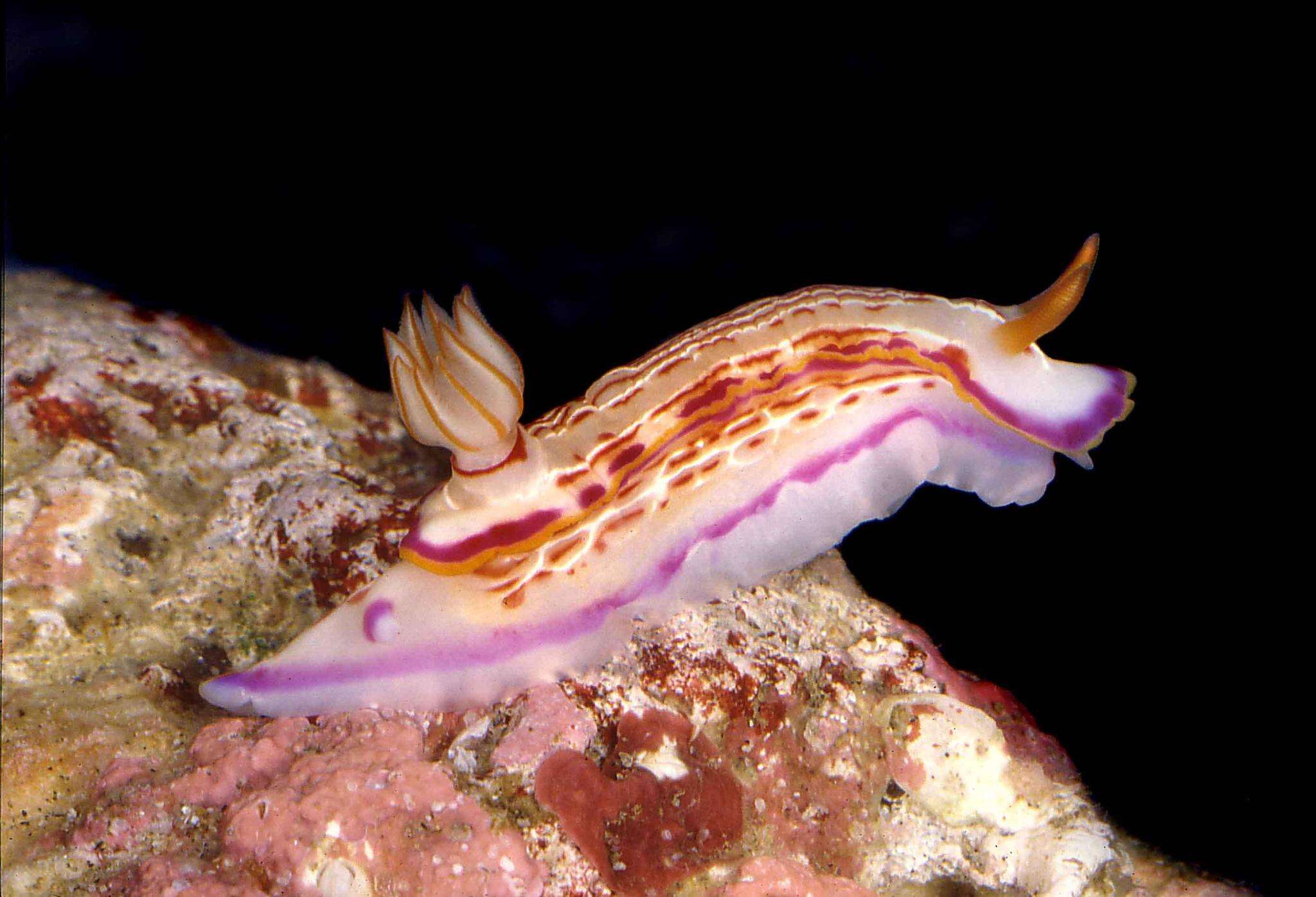 Image of Hypselodoris fucata Gosliner & R. F. Johnson 1999