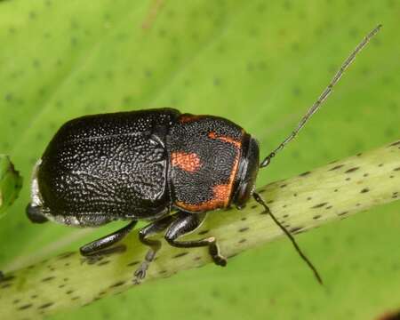 Image of Pachybrachis trinotatus (F. E. Melsheimer 1847)