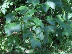 Image of Black Maple