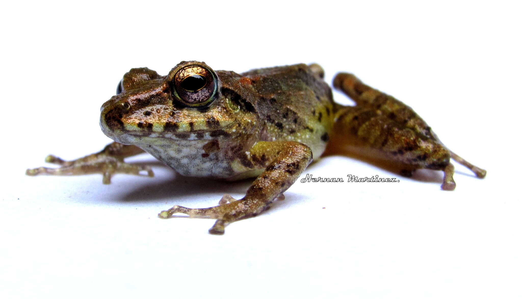 Image of Pristimantis w-nigrum (Boettger 1892)