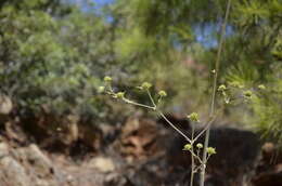 Image of Eryngium thorifolium Boiss.