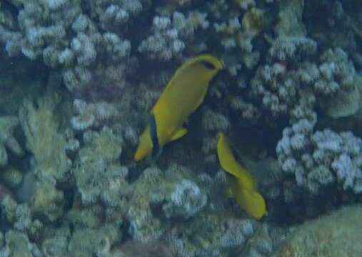 Image of Decorated Butterflyfish