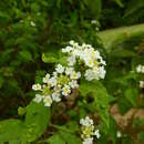 Image de Lantana paraensis (Moldenke) R. W. Sanders