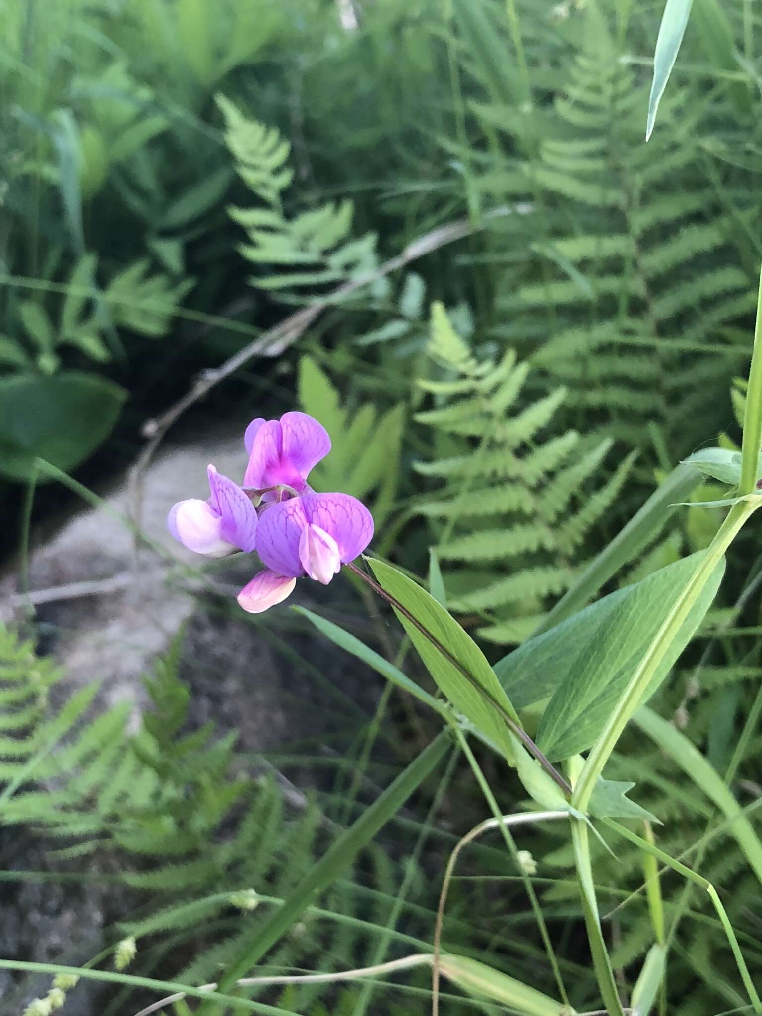 Слика од Lathyrus palustris L.