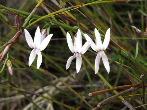 Image of Cyphia volubilis var. volubilis