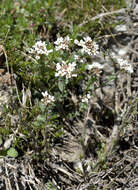 صورة Noccaea fendleri subsp. glauca (A. Nelson) Al-Shehbaz & M. Koch