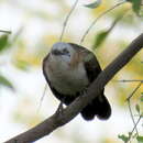 Image of Bare-cheeked Babbler