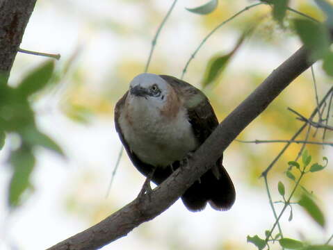 Image of Bare-cheeked Babbler