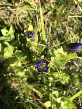 Image of bristly gentian