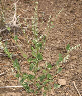 Image of Fremont's Goosefoot