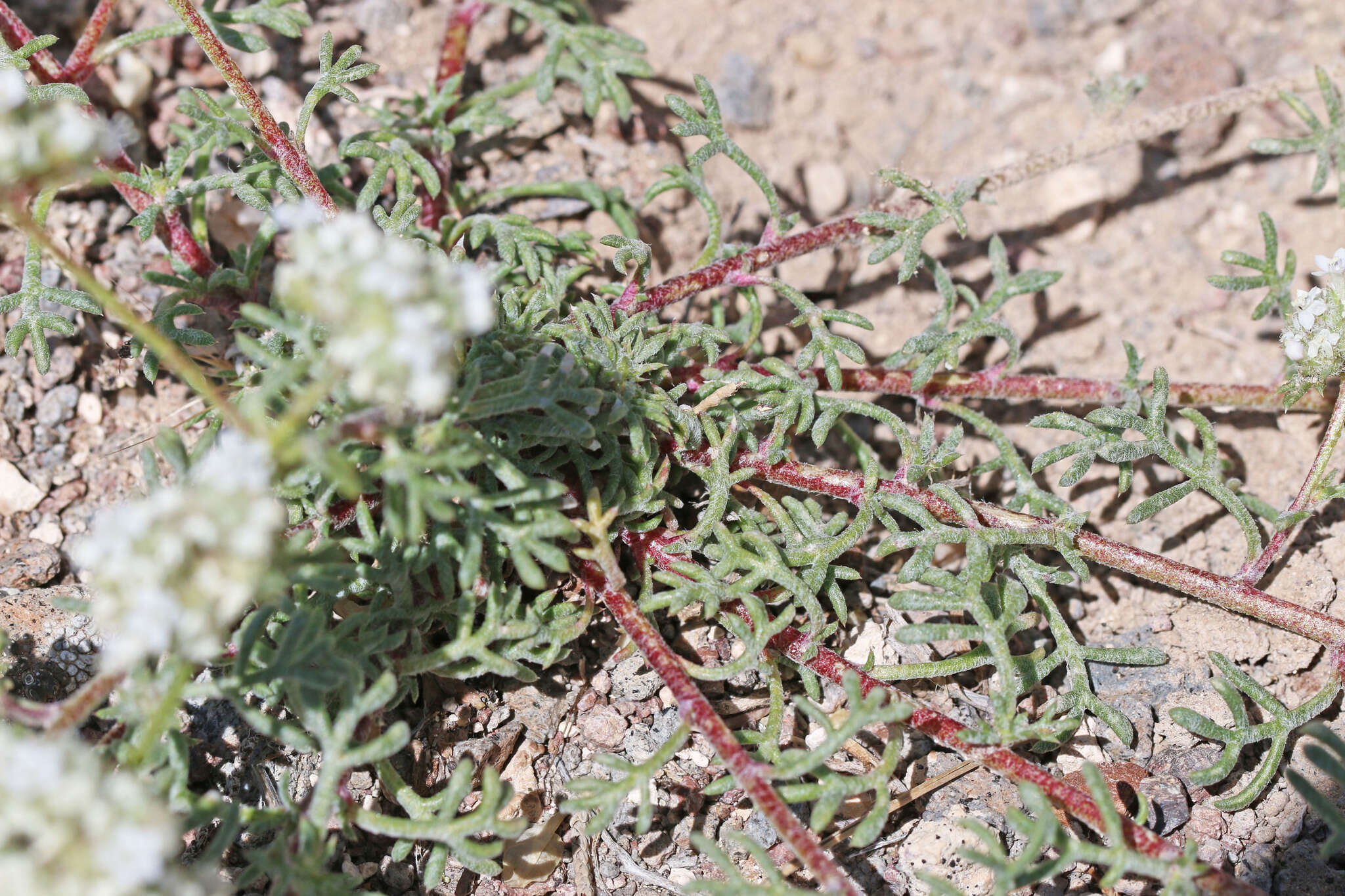 Image of ballhead ipomopsis