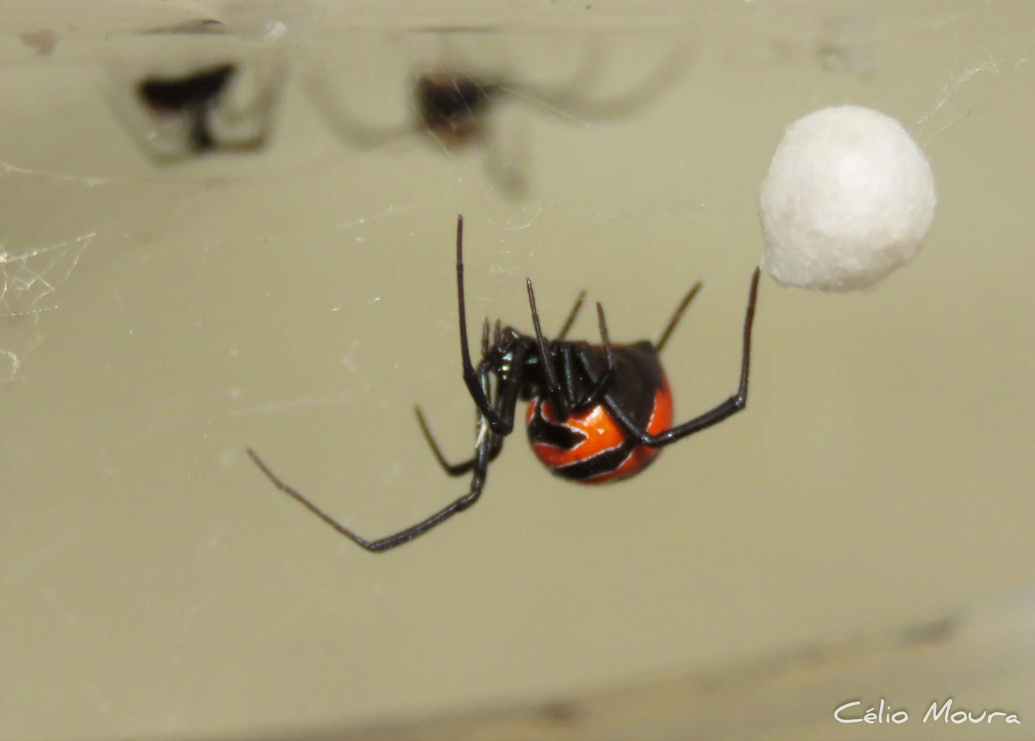 Image of Latrodectus curacaviensis (Müller 1776)