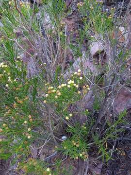 Image of Baccharis gilliesii A. Gray